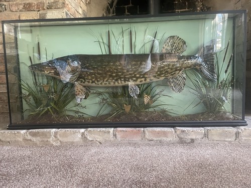 Large taxidermy northern - taxidermy,