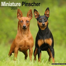 Miniature Pinscher 2026