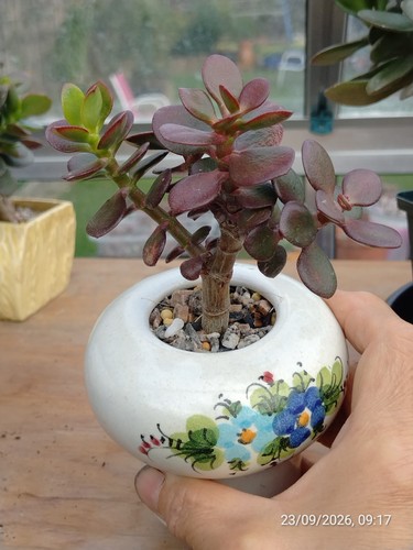 One crassula boats - crassula, 'rubra