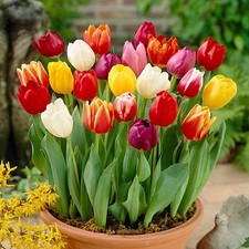 Tulip Everlasting Mixed 10x Bulbs - Large XXXL Spring and Summer Flowers