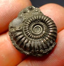 Crucilobiceras pyrite ammonite fossil (21 mm) Jurassic Coast Fossils UK minerals