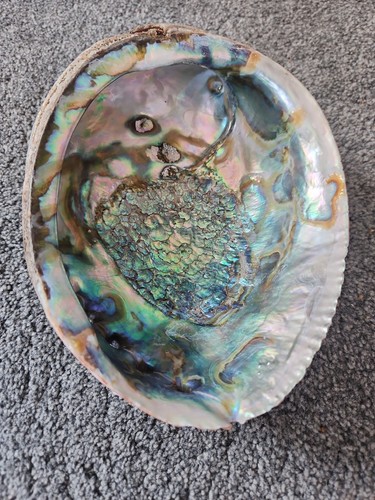 Abalone shell 19x14 5cm - shell, 19x14.5cm
