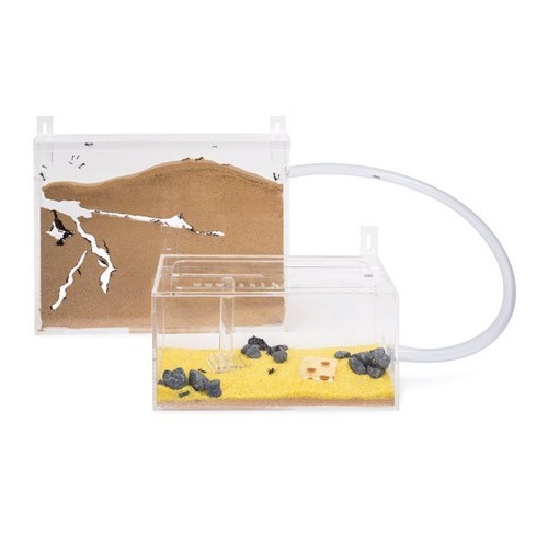 Sand ant farm - ant, kit
