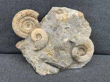 Freestanding Multi Fossil Ammonite + Belemnite (Squid), Morocco, Africa.