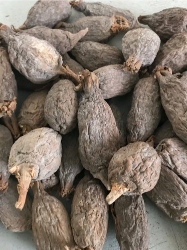 Alligator pepper pods - alligator, -3
