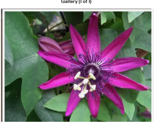 Passion flower climber - flower,