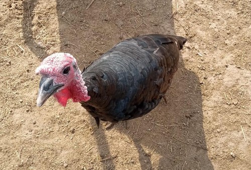 Fertile barnyard mix - fertile,
