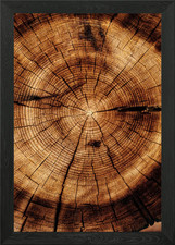 Wooden cut tree trunk Framed