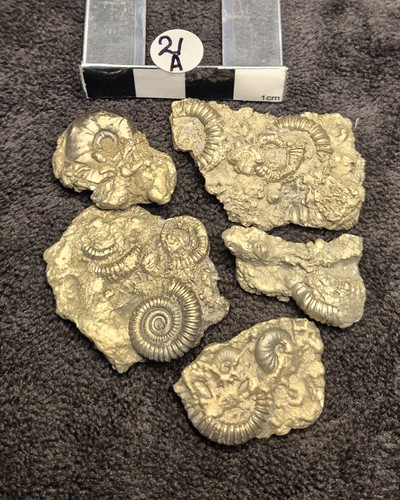 Jurassic ammonite pyrite - jurassic,