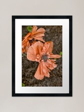 Poppy - Experimental Farm