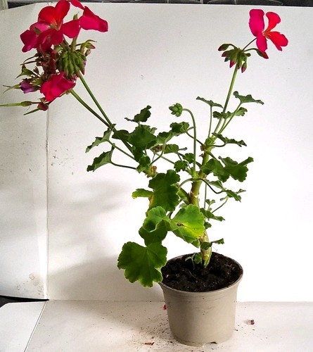 Geranium potted - geranium, (pelargonium)