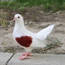 Realistic Garden Pigeon Statue