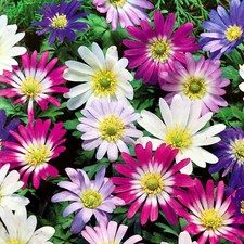 Anemone blanda - anemone,