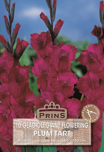 Gladioli plum tart wpc - 'plum, wpc.prins