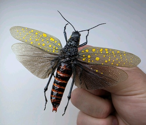 Aularches punctatus set - aularches,