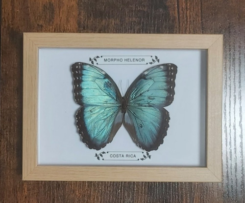 Taxidermy real framed - real,