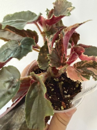 Begonia ginny galaxy house - begonia,