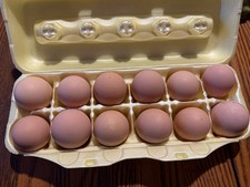 6+2 Purebred Blue-Laced Red