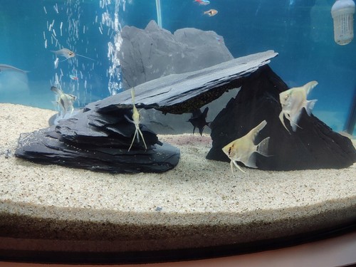 Aquarium slate fish - aquarium,