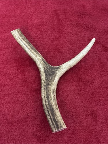 One piece deer antler y - antler,,