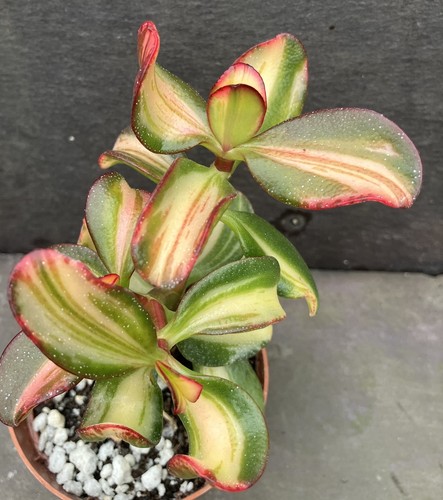 Crassula ovata mikaeri bijin - crassula,