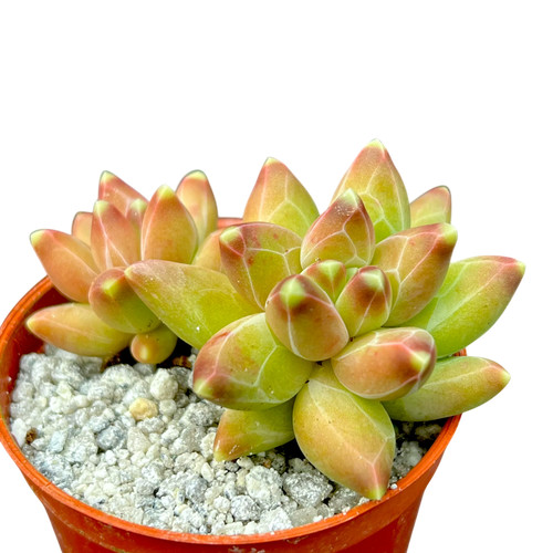 Pachyphytum compactum little - pachyphytum, |