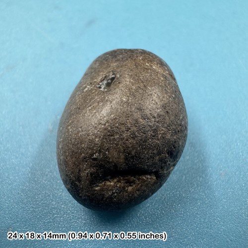Ichthyosaur coprolite fossil - ichthyosaur,