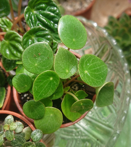 Raindrop peperomia 6cm - raindrop, |