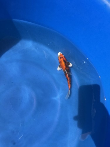 Live koi pond - live, fish