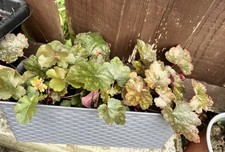 3x Heuchera Coral Bells  Young
