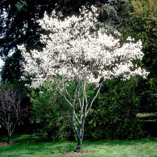 Amelanchier canadensis tree - canadensis,