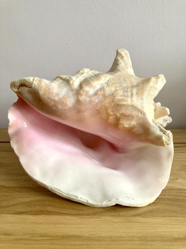 Vintage large pink queen conch - queen,