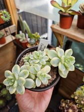 Sedum Clavatum Variegated