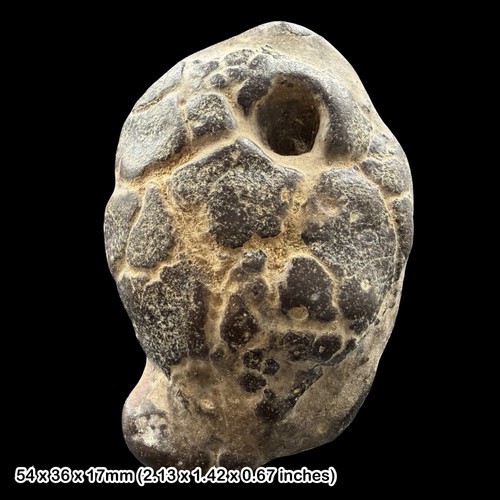 Pliocene fossil crab red crag - crab,