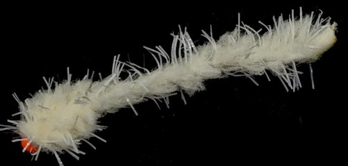 Eggstasy worm buggy - eggstasy, fl