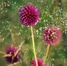 Allium 'Sphaerocephalon'  set