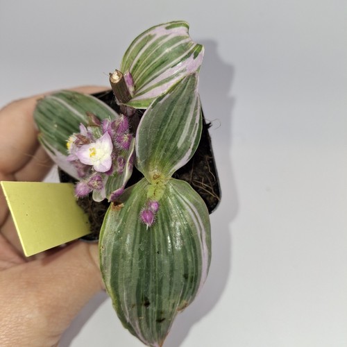 Tradescantia nanouk flowering - nanouk,