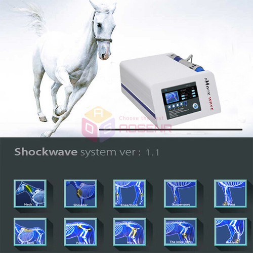 Horse animals veterinaria - horse,