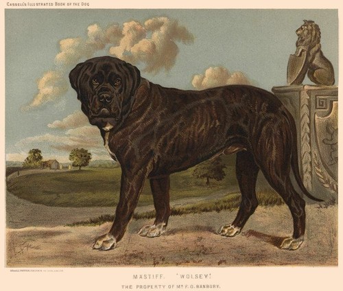 Dogs mastiff wolsey - "wolsey", 1881