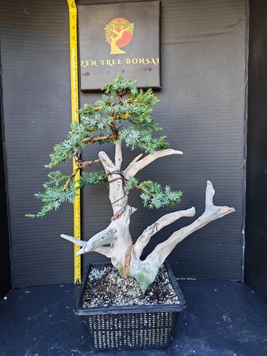 Tanuki needle juniper bonsai - juniper,