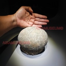 Dinosaur Egg Nest Dendrolithus