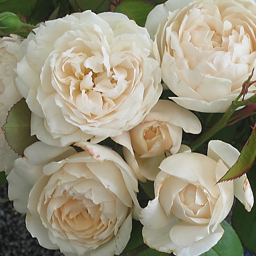 Rose sandra - rose,