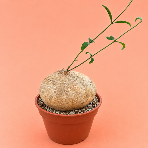 Rare raphionacme caudex plant - raphionacme,