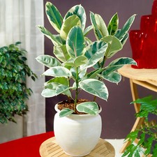Ficus Tineke - Rubber Plant | Premium 30-40cm Potted Houseplant for Sale