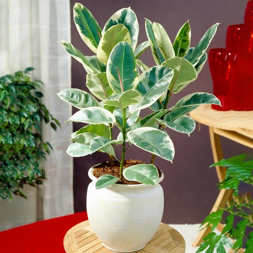 Ficus tineke rubber - -, plant