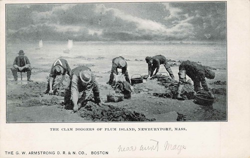 Postcard clam diggers plum - clam, of