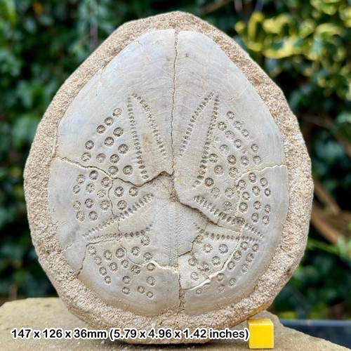 Genuine giant echinoid - genuine,