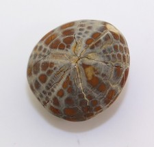 Sea Urchin, Cyclaster pfenderae, Cretaceous, Maastricht, Sakaraha, Madagaska -m361