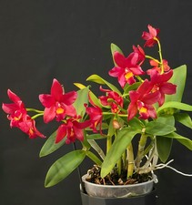Cattleya Red. Special Very Old