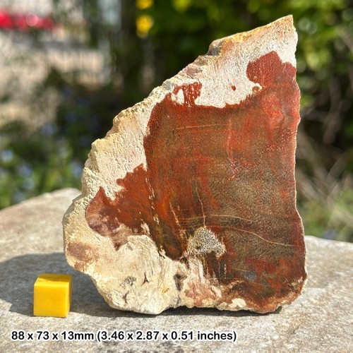 Polished tree petrified wood